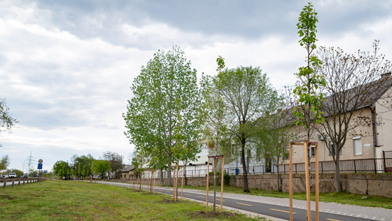 Folytatódik a faültetési program