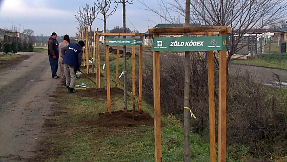 Folytatódik az Újabb 10 000 fát ültetünk! program